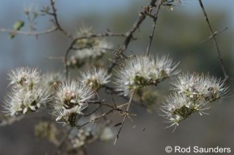 Combretum mossambicense