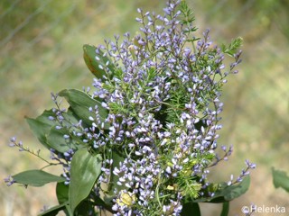 Comesperma volubile
