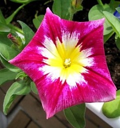 Convolvulus tricolor 'Red Ensign'