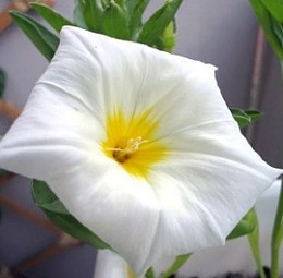 Convolvulus tricolor 'White Ensign'