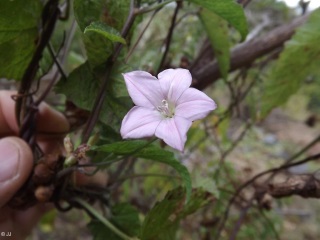 Convolvulus farinosus