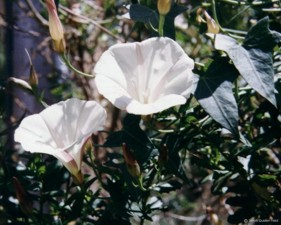 Calystegia occidentalis