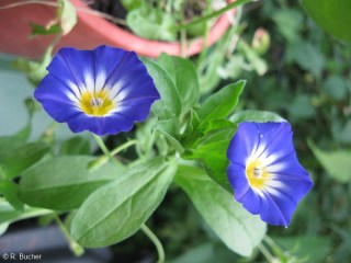 Convolvulus tricolor 'Royal Ensign'