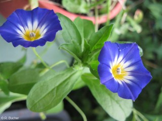 Convolvulus tricolor 'Royal Ensign'