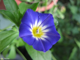 Convolvulus tricolor 'Royal Ensign'