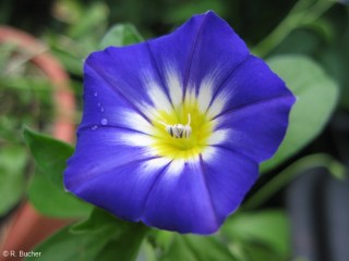 Convolvulus tricolor 'Royal Ensign'