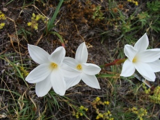 Cooperia drummondii