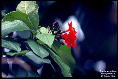 Cordia sebestena