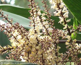 Cordyline terminalis