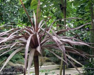 Cordyline australis 'atropurpurea'