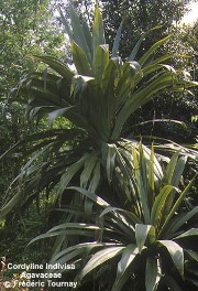 Cordyline indivisa 