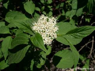 Cornus stolonifera 