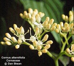 Cornus alternifolia