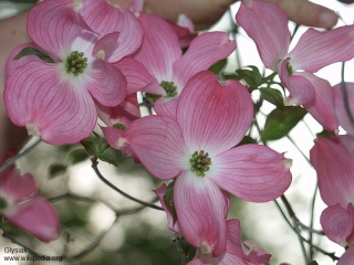 Cornus florida rubra