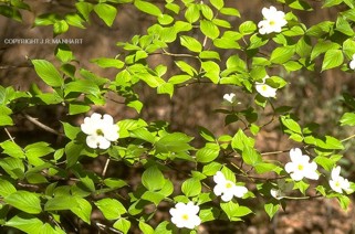 Cornus florida 