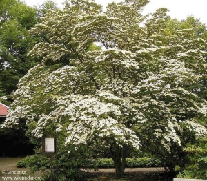 Cornus kousa var. chinensis 