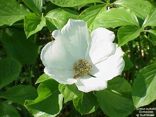 Cornus nuttallii