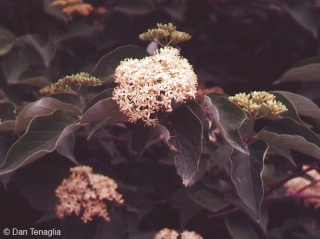 Cornus racemosa