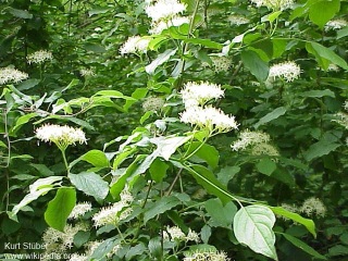 Cornus sanguinea