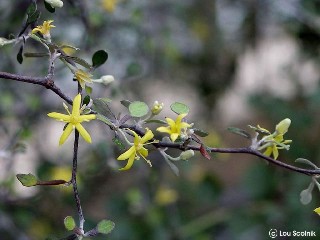 Corokia cotoneaster