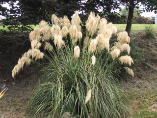 Cortaderia richardii