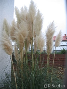 Cortaderia selloana 'alba' 