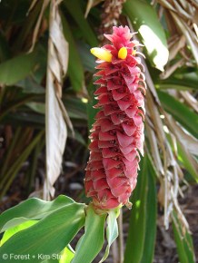 Exotische Nutz und Zierpflanzen Costus barbatus