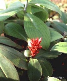 Costus productus