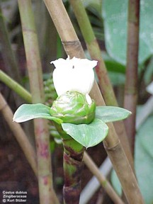 Costus dubius