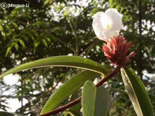 Costus lacerus