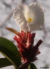 Costus lacerus