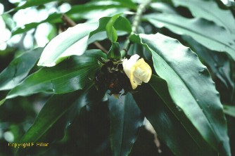 Costus lucanusianus