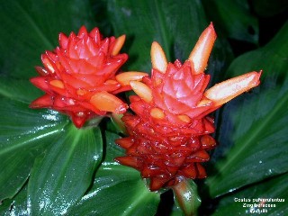 Costus pulverulentus