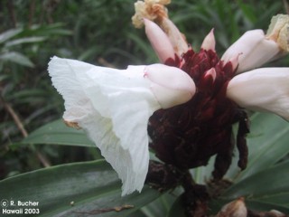 Cheilocostus speciosus