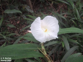 Cheilocostus speciosus