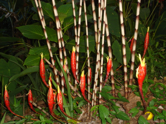 Exotische Nutz und Zierpflanzen Costus stenophyllus