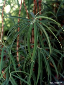 Costus stenophyllus