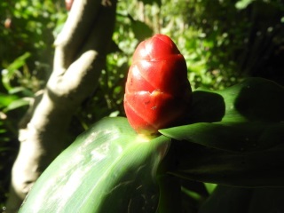 Costus woodsonii