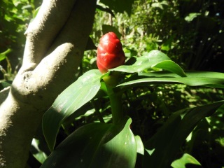 Costus woodsonii