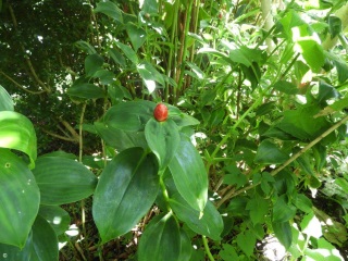 Costus woodsonii