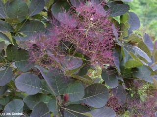 Cotinus coggygria