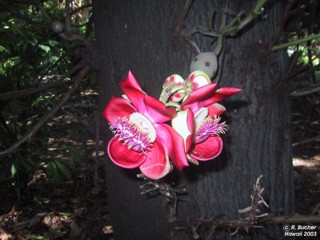 Couroupita guianensis 