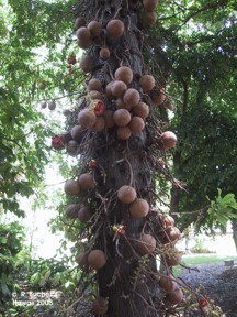 Couroupita guianensis