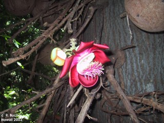 Couroupita guianensis 