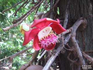 Couroupita guianensis 