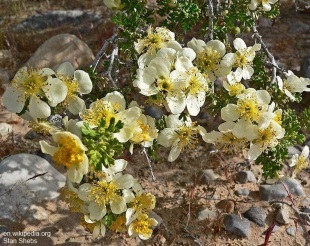 Cowania mexicana var. stansburiana