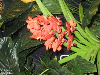 Crossandra infundibuliformis