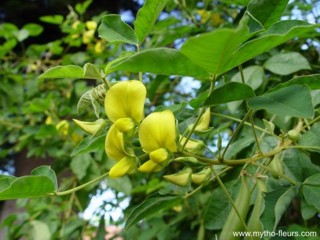 Crotalaria capensis