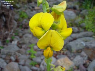 Crotalaria retusa