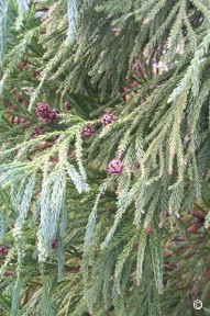 Cryptomeria japonica